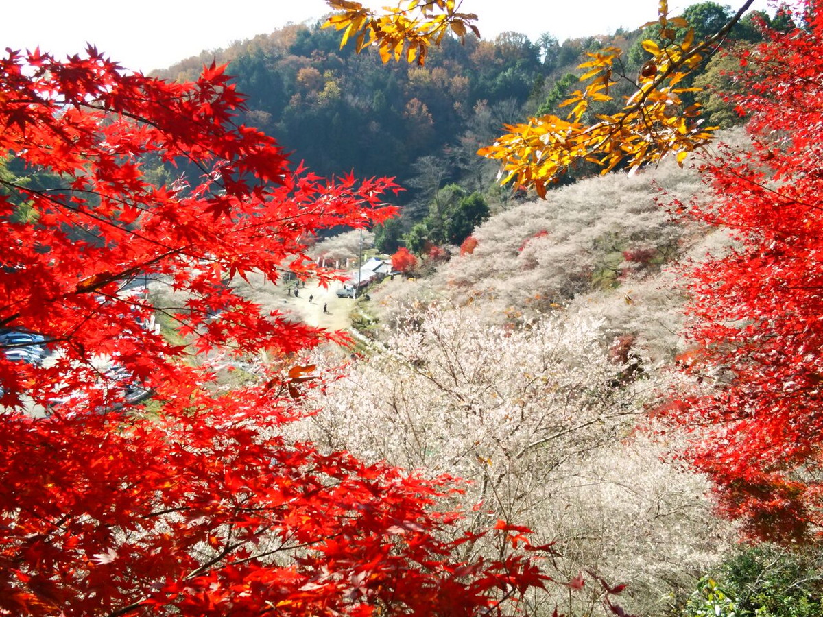 川見四季桜の里