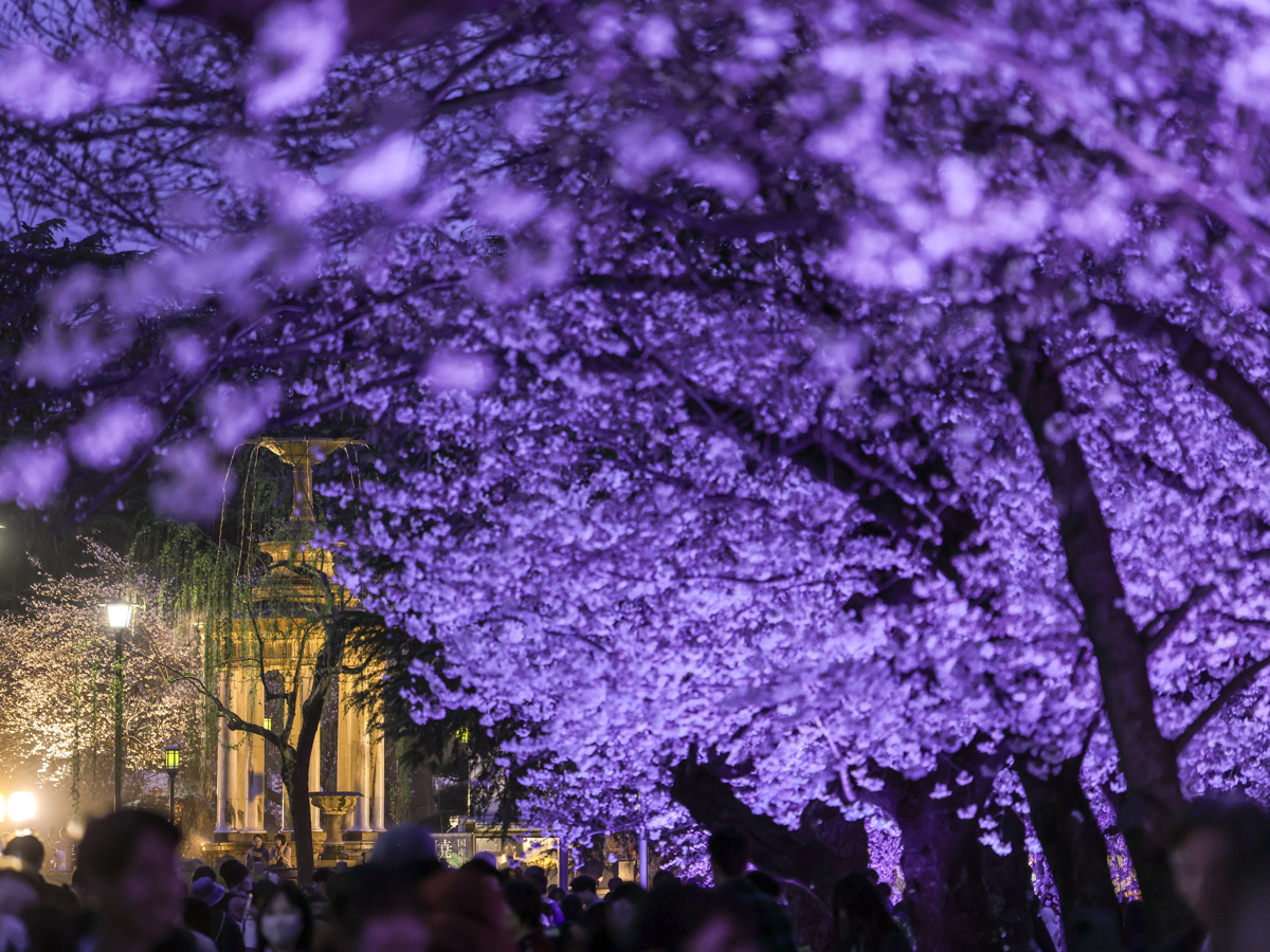 鶴舞公園の夜桜