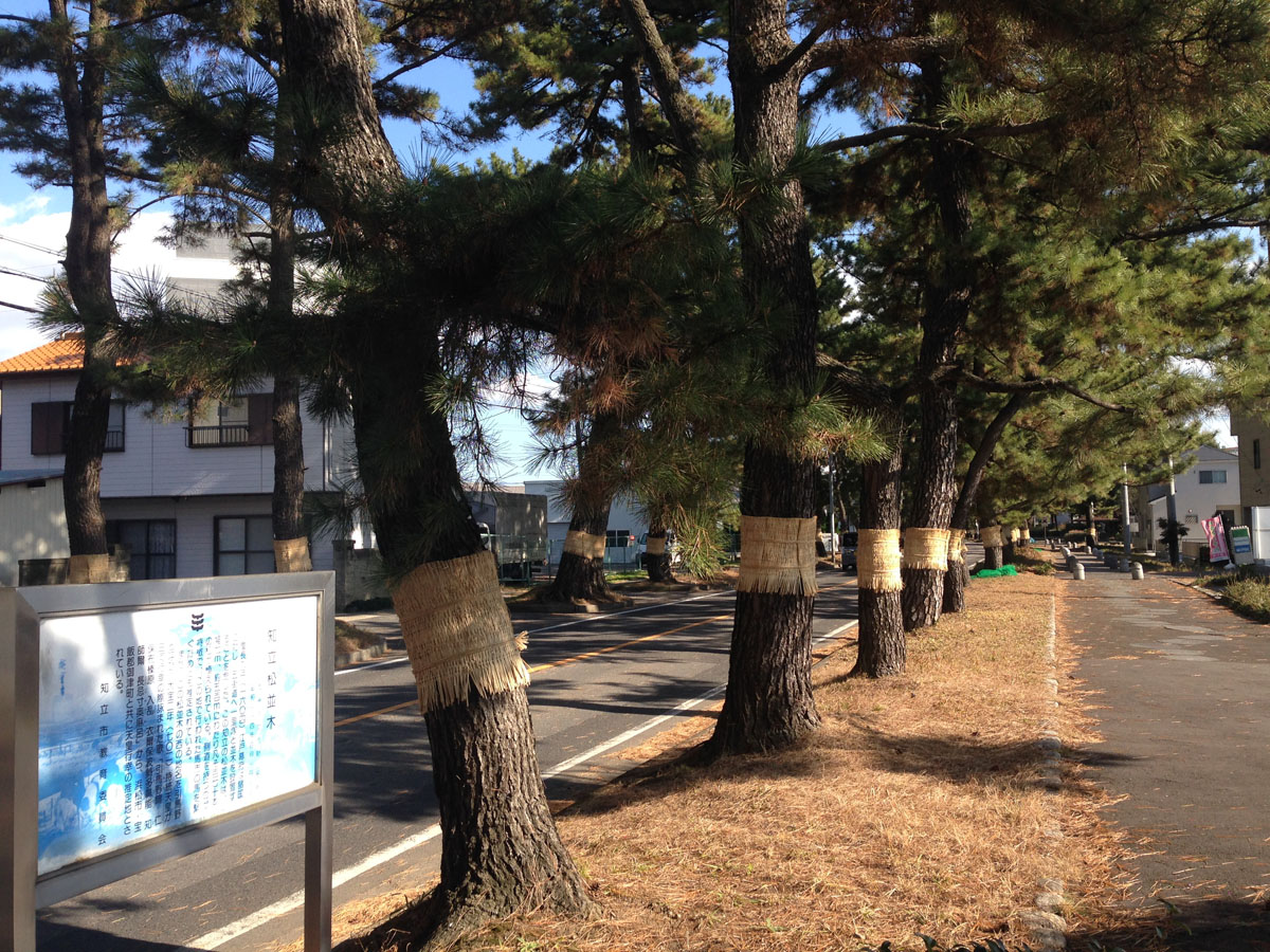 松並木 東海道松並木 | スポット検索 | 【公式】愛知県の観光サイトAichi Now