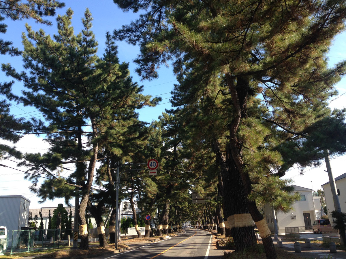 東海道松並木 | スポット検索 | 【公式】愛知県の観光サイトAichi Now