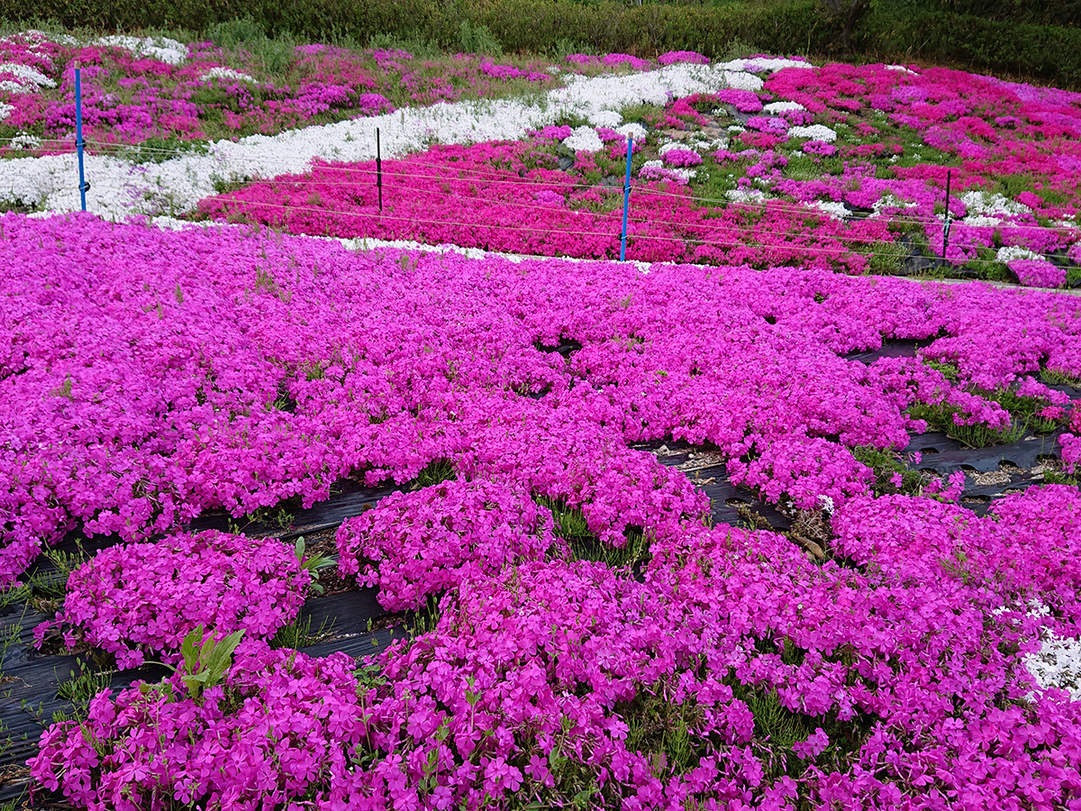川見四季桜の里