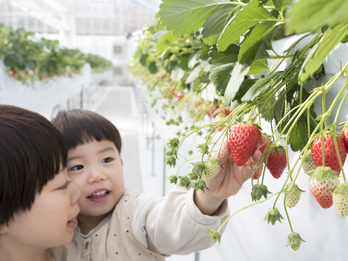 山笑う里 いちご狩り