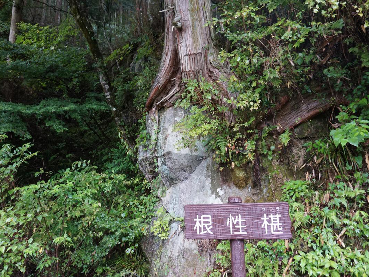 根性椹