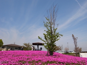 弥富市　芝桜