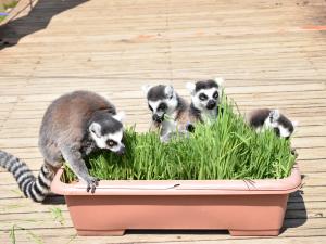 ワオキツネザル