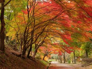 愛知県民の森