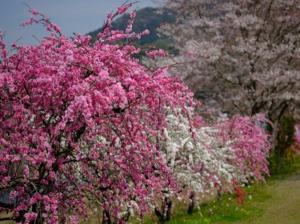 Weeping Peach Blossoms of Shinshiro (Shidare Momohana no Sato)