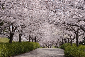 Odai Park