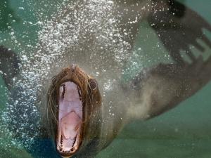 竹島水族館