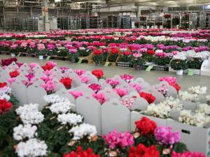 愛知豊明花き地方卸売市場
