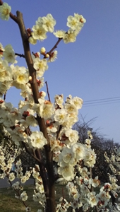 佐布里池