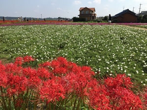 矢勝川（彼岸花）
