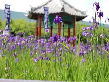 花かつみ園