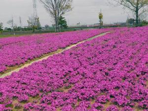 弥富市　芝桜