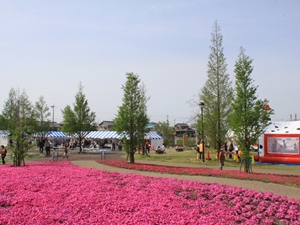 三ツ又池公園　芝桜