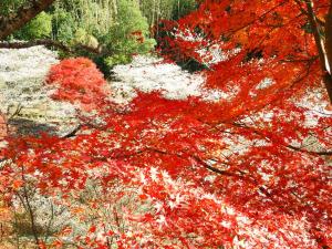 川見四季桜の里