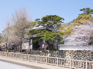 田原城跡(田原市博物館)桜