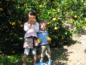 田中農園　内海フルーツ村