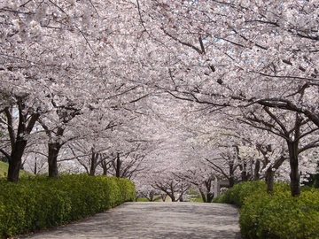 於大公園　桜のトンネル
