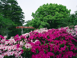岡崎城公園のツツジ