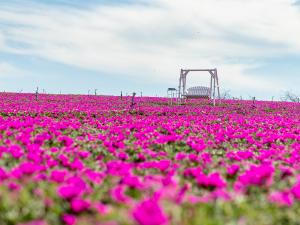 観光農園花ひろば