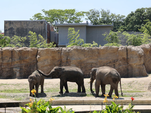 豊橋市総合動植物公園【のんほいパーク】