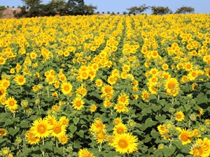 Tourism Farm Hana Hiroba