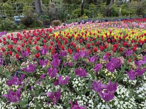 名城公園の花壇