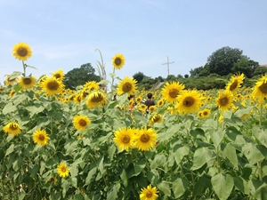 愛知牧場のヒマワリ畑