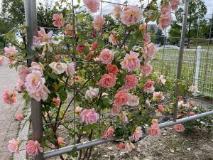 ミササガパーク(猿渡公園)芝桜
