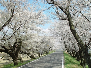 木曽川堤