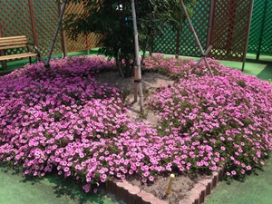 愛知牧場の花