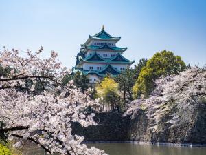 桜と名古屋城