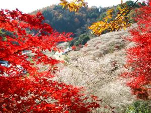 川見四季桜の里