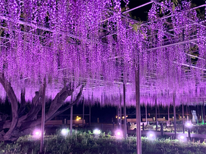 岡崎城公園の藤