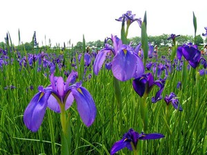花かつみ園