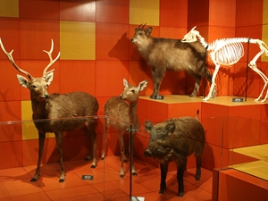 豊橋総合動植物公園,自然史博物館