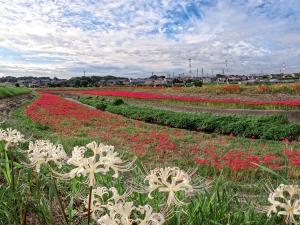 矢勝川（彼岸花）
