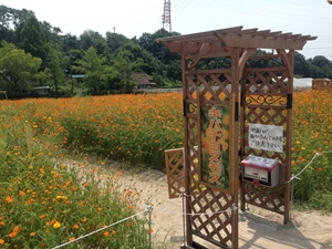 愛知牧場のキバナコスモス畑