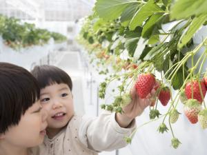 山笑う里　いちご狩り　