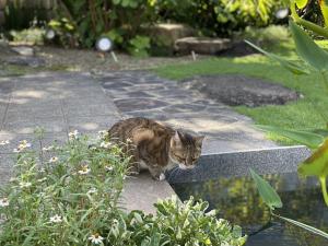文化のみち百花百草