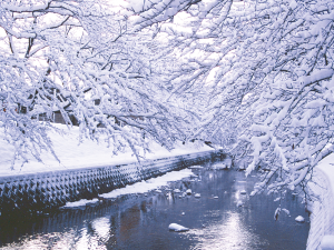 五条川・冬