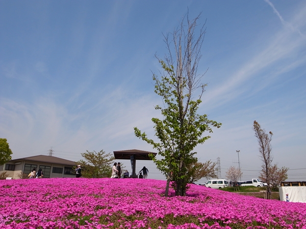 弥富市　芝桜