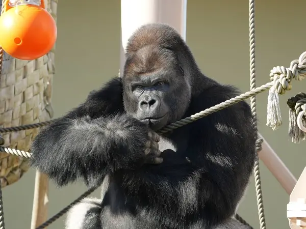 名古屋東山動植物園