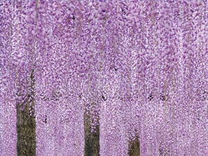 Tennogawa Park (Wisteria Festival)