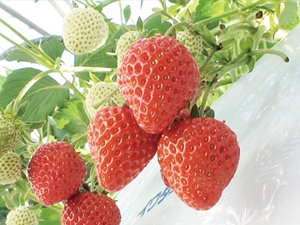 Strawberry Picking