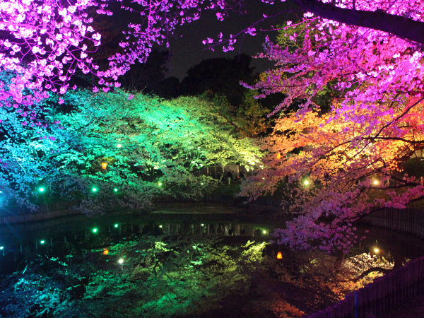 大池公園桜まつり
