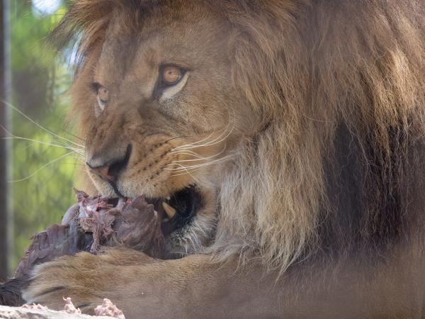 Toyohashi Zoo &amp; Botanical Park (Non Hoi Park)