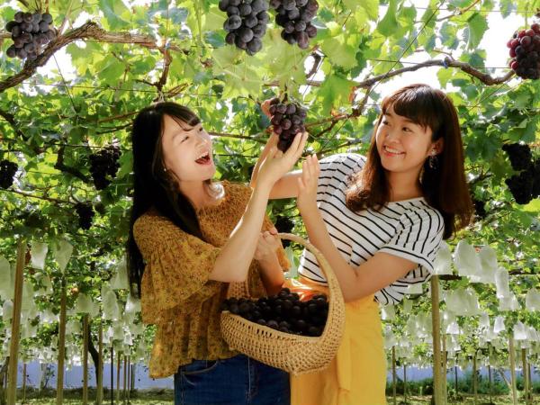 大府ぶどう狩り