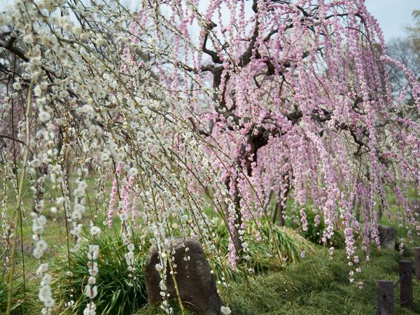 名古屋市農業センターdelaふぁーむ